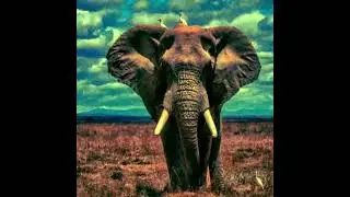 elephant sound
