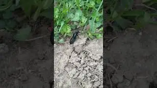Сверчок