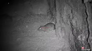 farmyard ratting