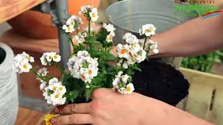 Elfenspiegel - Einpflanzen in ein Gefäß