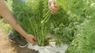 It's green and fluffy, and it's very, very fragrant!