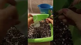 РЕЗУЛЬТАТ укоренения гортензий через 22 дня.