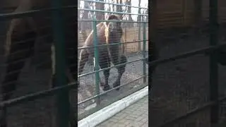 плюнул варблюд