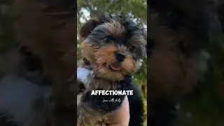 Yorkshire Terrier Puppies | Interesting Facts #youtubevideos #viral #trending