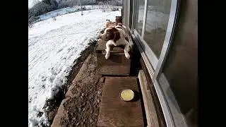 Good ol' dog meal from the scraps!