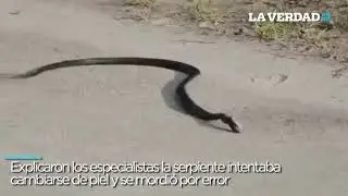 ¡SUICIDIO! Serpiente venenosa se muerde accidentalmente y muere