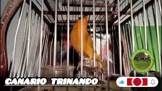 El trino del CANARIO #viral #follow
