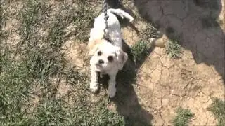 The dogs adventure in the woods meeting new doggy friends