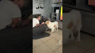 Cu cu tana libera puppy