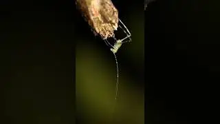 Baby Giant Katydids, Canon Still Shots & iPhone Video Compilation