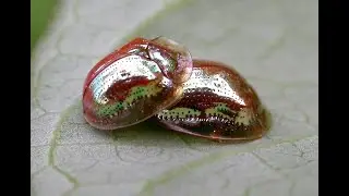 5 Rarest Animals on this Planet