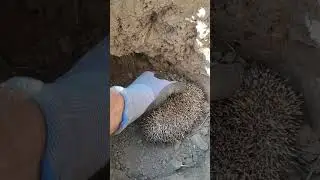 Врятувати їжака 🦔