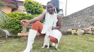 Slaughtering fat rabbit //