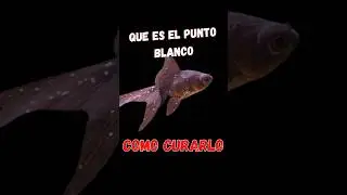 PUNTO BLANCO en PECES que es y Como CURARLO #peces #shorts #consejos