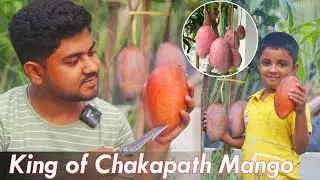 King of Chakapath Mango 🥭 Fruiting || Apple Ber Nursery