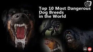Top 10 Most Dangerous Dog Breeds in the World