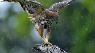 Eagles Srilanka - safari with spotting trails