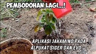 Dosis Dan Cara Aplikasi Jakamino, Jakaba Asam Amino, Trichoderma, ILMU PH Air dan POC