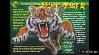 Siberian tiger sound effects