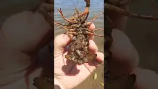 ✅ ТАК РАКИ ВЫНАШИВАЮТ МАЛЫШЕЙ.
