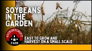 Soybeans In The Garden | How To Grow and Harvest On A Small Scale
