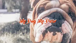 ¿Cómo hacer una sesión de fotos para perros? 🐶📸 | Integrar Objetos en Photoshop 💡