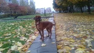 Песик пошалил!!!