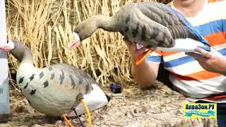 Чучела гусей белолобый Final Approach