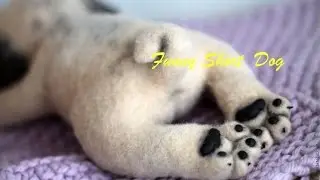 Very cute puppies pugs. Best cute dogs