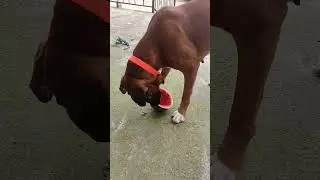 Хомячем арбузик #funnydog #немецкийбоксер #germanboxer #батуми
