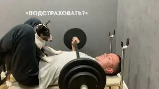 Не даром говорят, что бультерьер собака компаньон🤝