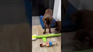 🐕🐶