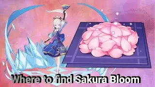 How to find Sakura Blooms in Genshin Impact