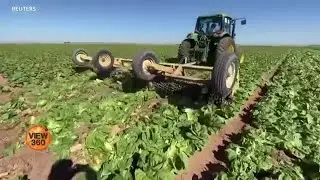American Farmers  Forced to Destroy Their Crops due to Coronavirus Crisis