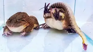 Asian Bullfrog Eats Big Angry Snake! Mr Frog Live Feeding