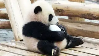 もうちょっと遊んでいたい🐼 雪で遊んでいたら、飼育員さんが迎えに来た🐼 赤ちゃんパンダ🐼 #彩浜🌈 #アドベンチャーワールド