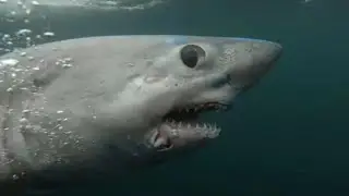 A really big shark got gobbled up by another, massive shark in 1st known case of its kind
