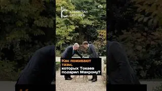 Как поживают разы, которых Токаев подарил Макрону?