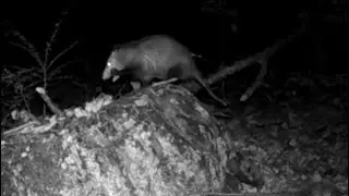Opossums  - Big and Small