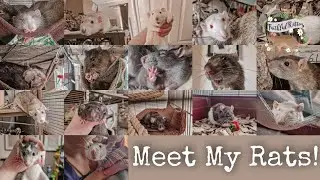 Meet All of My Rats 2024🥰🐀