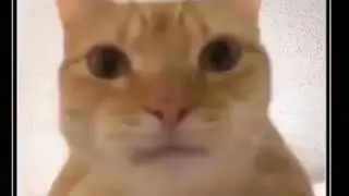 Shitpost Status