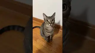 I’m your child!!!  #cat #cats #catlover