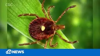 Beware of terrible tick season in Bay Area, especially in this county