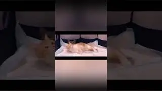 Cat Giving Birth to 5 Kittens With Complete Different Color 