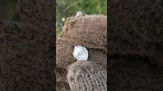 Tejon! Творит чудеса! чешуя рядом с железягой.