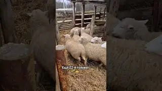 Конечно покажу мальцев🐏🌱🤠