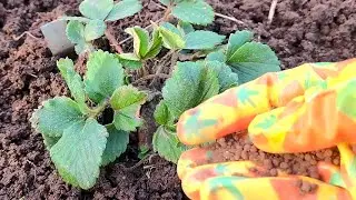ВНОШУ ПОД КУСТ КЛУБНИКИ всего 1 удобрение весной и собираю отличный урожай сладкой клубники!