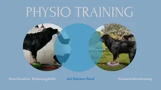 Physio-Training mit Deinem Hund
