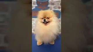 Doggy Daily Episode 355: Brave the Pomeranian 🐾 #doggrooming #pomeranian #alopecia