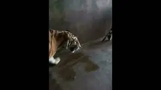 One big strong tiger